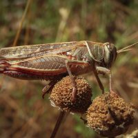 A selective focus closeup shot of a grasshopper on top of a withered flower